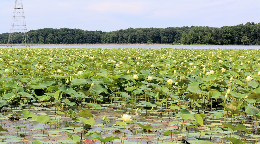 Honker Lake in Land Between The Lakes - Four Rivers Explorer